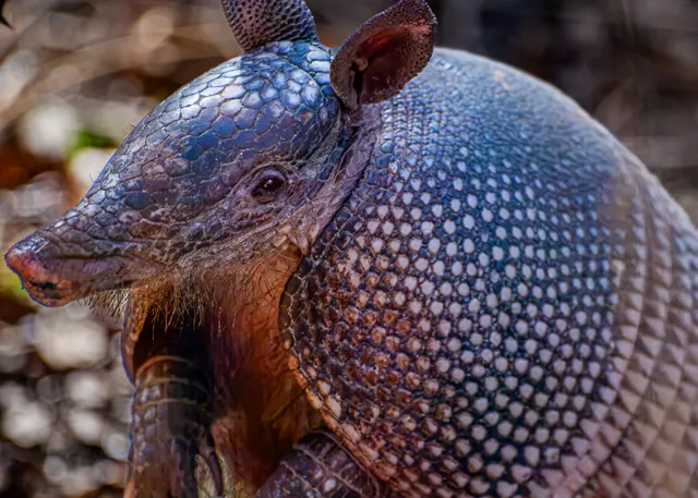 A close view of an armadillo reveals the fine pattern of its armor as it explores the leaf litter.
