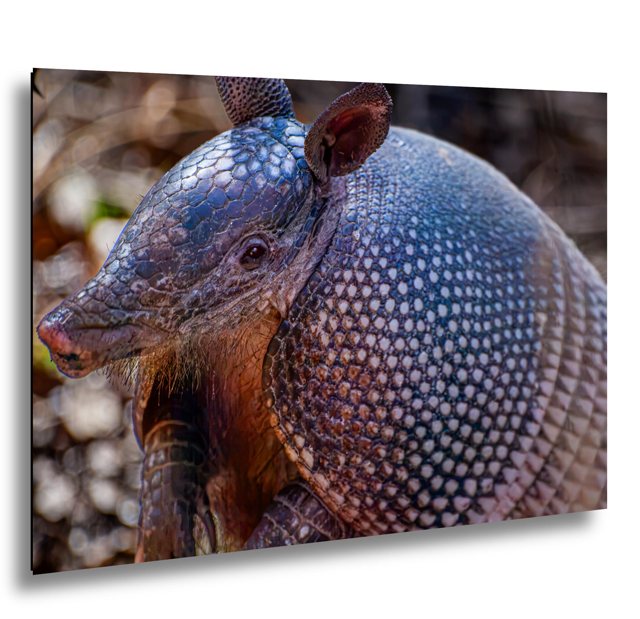 Armadillo at Canyon of the Eagles — Texas; print preview