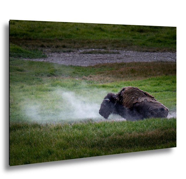 Bison Dust Bath — Lamar Valley, Yellowstone; print preview