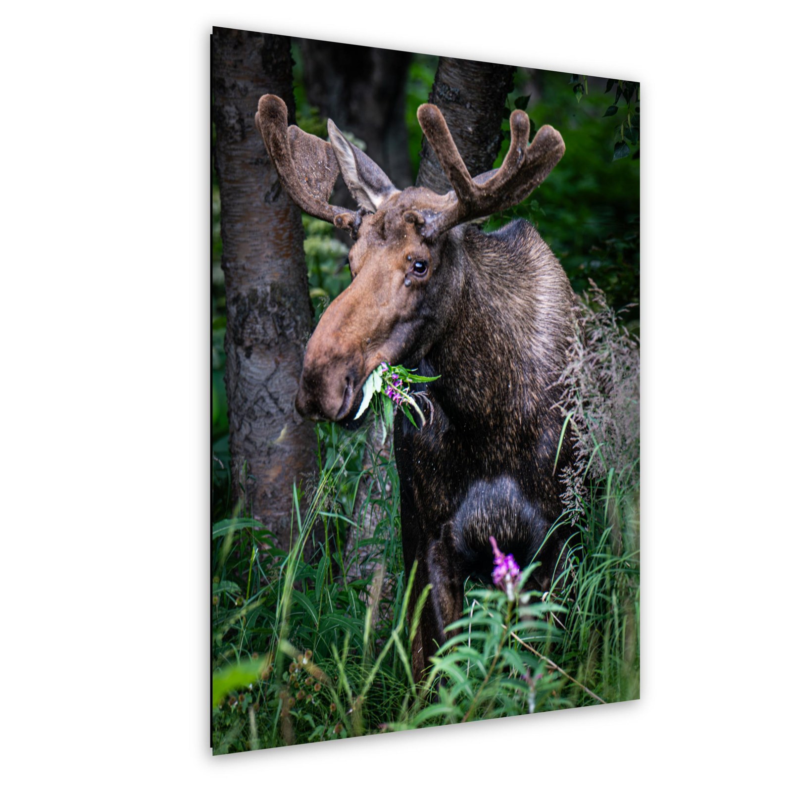 Bull Moose with Wildflowers — Anchorage, Alaska; print preview
