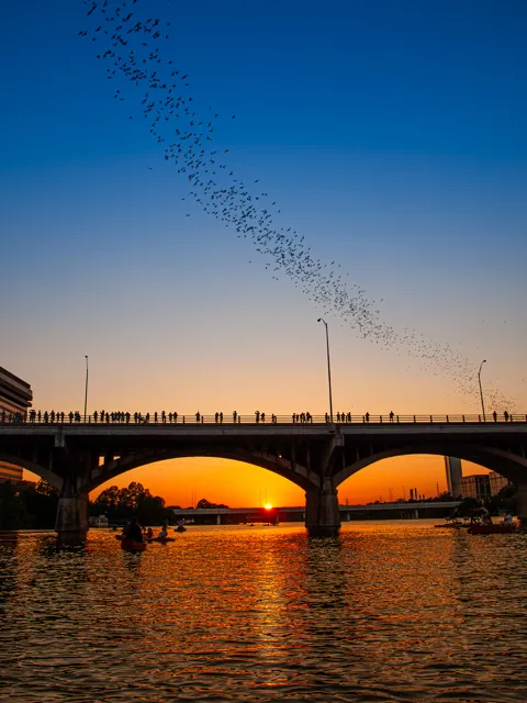 Bats stream into a deep blue evening sky above the warm glow beneath Congress Avenue Bridge.