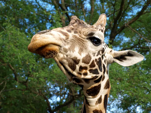 A curious giraffe leans into the frame at Fossil Rim, with green trees behind its expressive face.