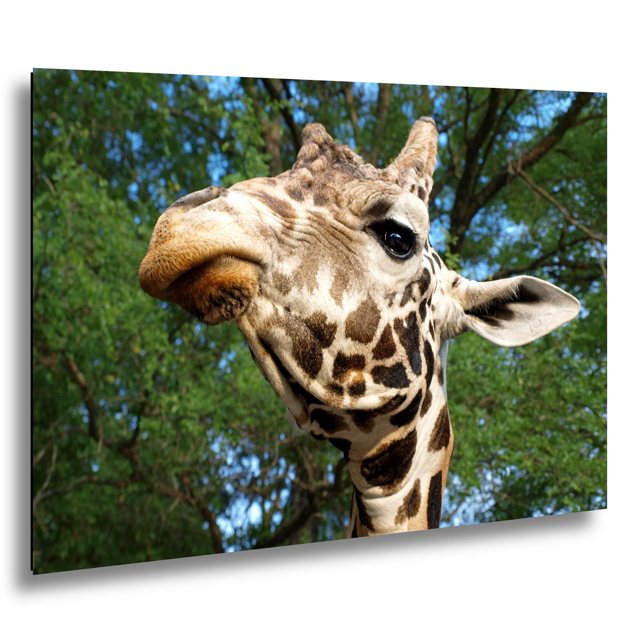 Curious Giraffe — Fossil Rim Wildlife Center, Texas; print preview