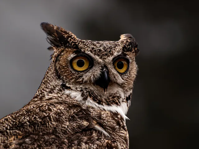 Bright yellow eyes and intricately patterned feathers give this great horned owl portrait its character.