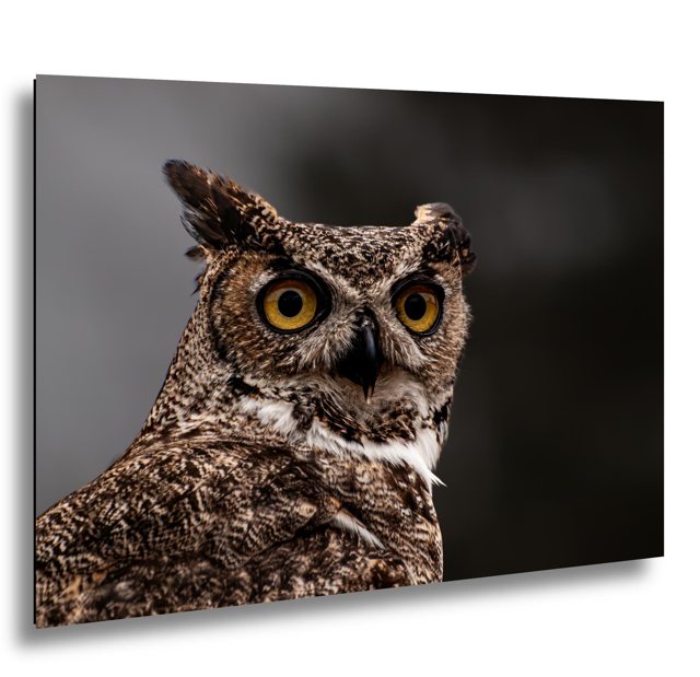 Great Horned Owl — Texas; print preview