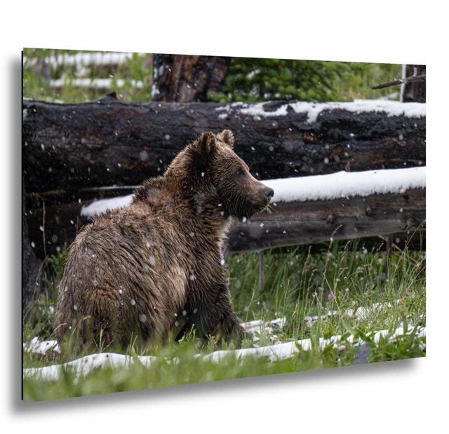 Grizzly in Summer Snow — Profile — Yellowstone National Park; print preview