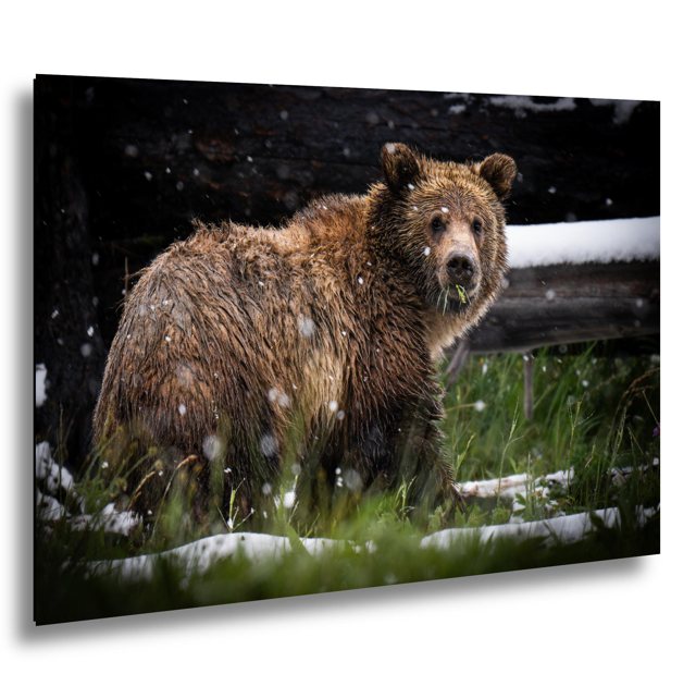 Grizzly in Summer Snow — Yellowstone National Park; print preview
