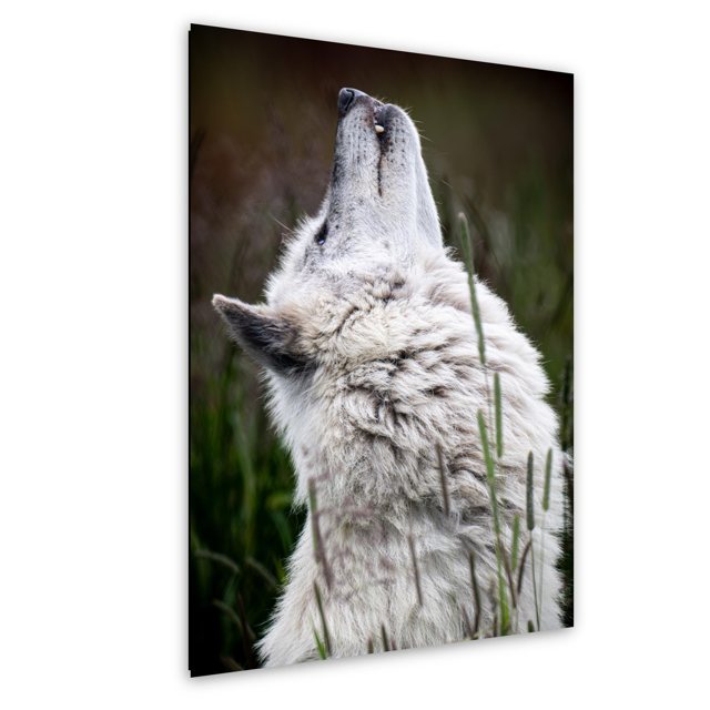 Howling White Wolf — Alaska; print preview