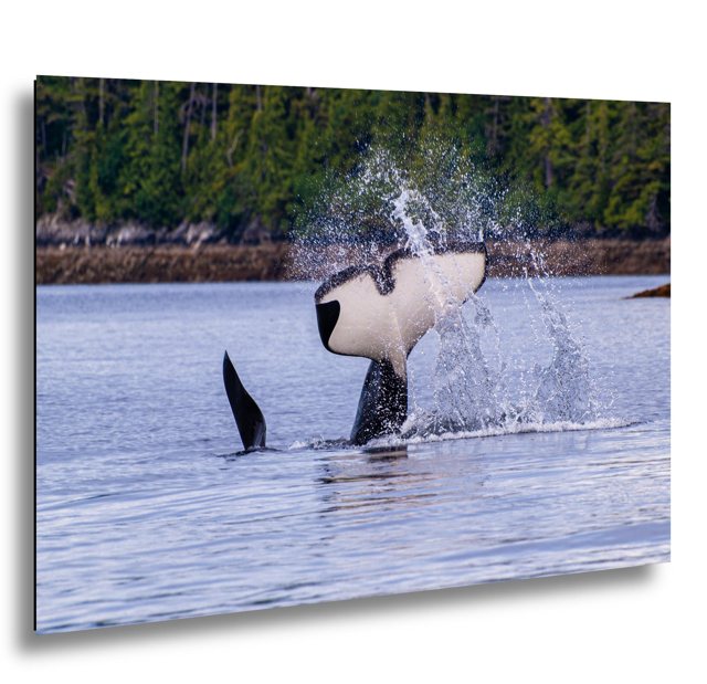 Orca Fluke in Ketchikan — Alaska; print preview