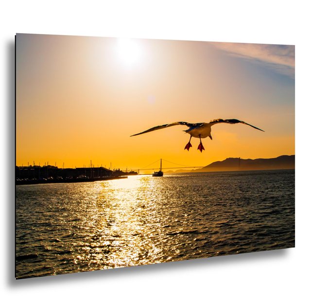 Seagull over San Francisco Bay — California; print preview
