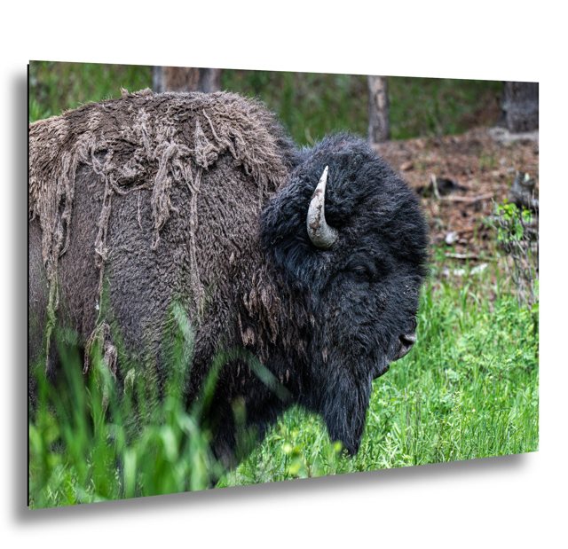 Sleepy Yellowstone Bison — Yellowstone National Park; print preview