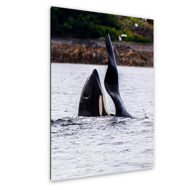 Two Orcas in Ketchikan — Alaska; print preview