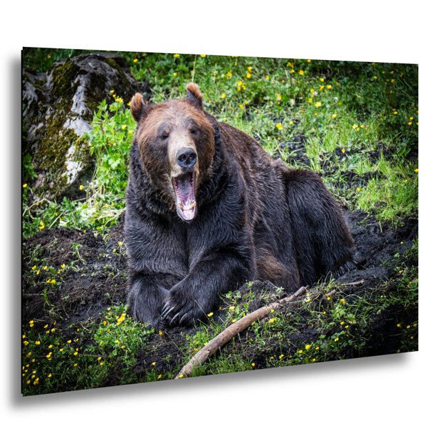 Yawning Bear — Fortress of the Bear, Sitka, Alaska; print preview