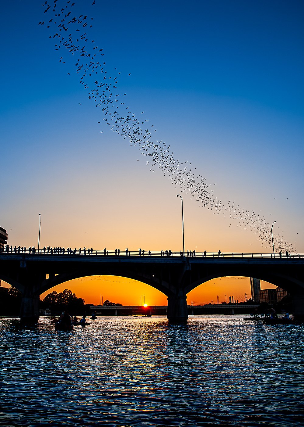 Mexican free-tailed bats emerging from Congress Avenue Bridge over Lady Bird Lake in Austin Texas photographed by Dan Goodwin